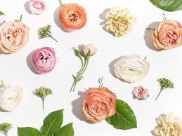 The range of flowering is late november through early february. Where To Get Father S Day Flowers Online With Fast Delivery