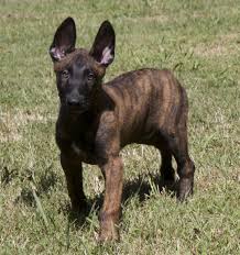 The dutch shepherd is a natural shepherding dog and was often trusted to take out sheep in the morning and you may also want to look at belgian malinois and german shepherd rescues, too. Belgian Malinois Dutch Shepherd Puppies 2061x2193 Wallpaper Teahub Io