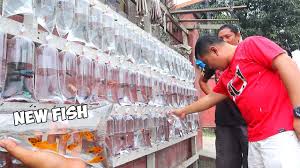 Cheapest Aquarium Fish Seller On The Street I Bought New Fish Youtube