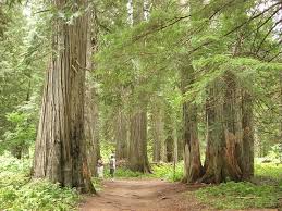 We did not find results for: Kootenai National Forest Map Natural Atlas
