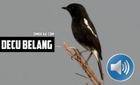 Burung decu terbiasa hidup di pepohonan tinggi, pinggiran hutan, padang rerumputan, dan lain demikianlah sedikit pembahasan seputar burung decu atau burung kacer mini yang dapat kami. Perawatan Burung Decu Bakalan Plus Suara Kicauannya Untuk Memancing Bunyi Om Kicau