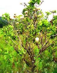 Image result for Cissus welwitschii