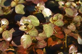 Image result for Eulophia ovalis