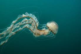 Image result for Jellyfish