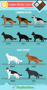 German Shepherd Coat Colors Length Care Playbarkrun