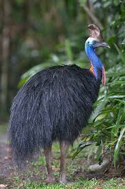 Southern Cassowary Animals Australian Birds Cassowary