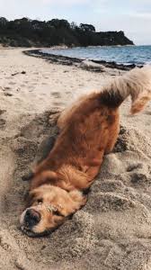 Vsco Create Discover And Connect Cute Baby Animals Cute Animals Animals