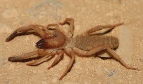 Called camel spiders because they live in the desert. Pin On Arthropods