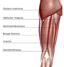 Medial muscles adduct and rotate your thigh, and posterior flex your leg and extend your thigh. 11 Factors That Differentiate Sciatica From Hamstring Or Other Causes Of Posterior Thigh Pain