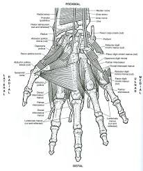 Pin By Rebecca Dejardin On Ilustrando Conocimiento Anatomy Coloring Book Coloring Pages Coloring Books