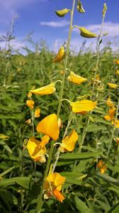 Image result for Crotalaria annua