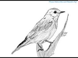 Easy Simple Bird On Branch Drawing How To Draw A Bird On A Branch Branch Drawing Bird Drawings Drawings