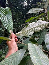 Image result for Chrysophyllum gorungosanum