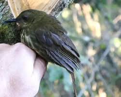 Image result for Faurea wentzeliana