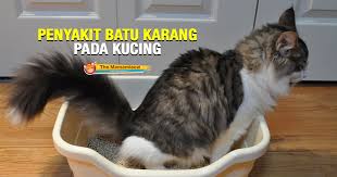 Penyakit batu karang in english. Cara Mengatasi Penyakit Batu Karang Pada Kucing The Mamamiaow