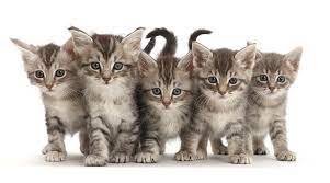 I have 1 male available. Five Silver Tabby Kittens Standing In A Row Photograph By Mark Taylor Naturepl Com