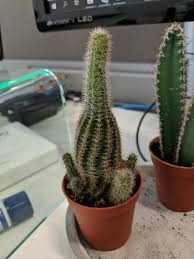 As the days passed, the red rose would look at the cactus and say insulting things, like 'this plant is useless. Why Is It Growing Tall But Thin Plantclinic