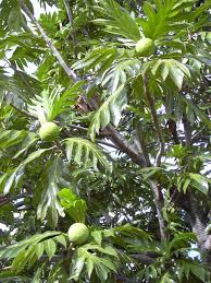 Image result for Lophiocarpus latifolius