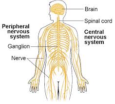 Their specific functions include receiving stimuli from changes in the environment, transmitting. Components Of The Nervous System Biology For Majors Ii