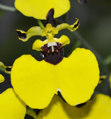 Image result for Ozoroa gomesiana