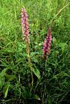 Image result for Satyrium macrophyllum