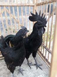 Di turki, ayam cemani bikin tajir pedangang. Ayam Cemani Cara Mengetahui Ciri Ayam Cemani Asli