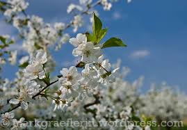 Die lorbeerkirsche (prunus laurocerasus) wird auch pontische lorbeerkirsche genannt. Kirschbaum Blute Im Markgraflerland Eine Kleine Wanderung Lebensart Im Markgraflerland