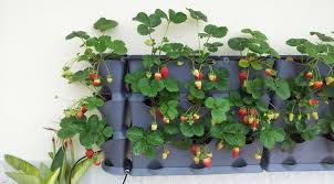 Growing strawberries in west virginia. How To Grow Strawberries Vertically Bees And Roses