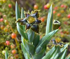 Image result for Ferraria