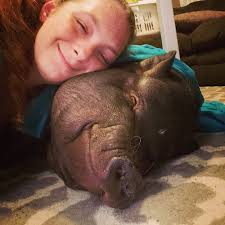 Miss Hawk, The Mischievous Mini Pig