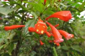 Image result for Manettia