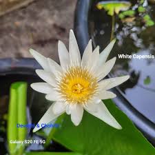 Image result for Pentas bussei