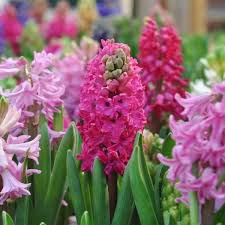 Pink and yellow flowers together. 9 Native Greek Flowers And The Myths Behind Them