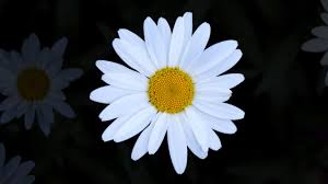 How to draw a daisy flower. How To Draw A Daisy Easy Step By Step Art By Ro