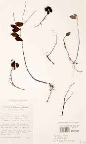 Image result for Brachystegia glaucescens