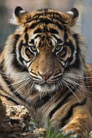 Tiger Tumblr Animals Beautiful Animals Big Cats