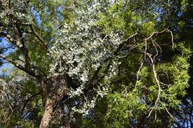 Image result for Agelanthus natalitius