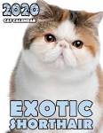 Exotic Shorthair Cat Breeders in Virginia