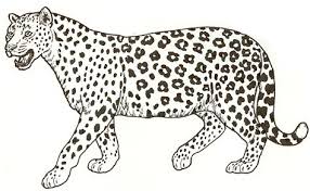 Agile leopard on a tree agile leopard on a tree. Leopard Coloring Pages Kidsuki