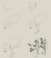 From dog collars , dog harnesses , dog leashes or dog clothing for a relaxed walk to. How To Draw African Wild Dog Drawing And Digital Painting Tutorials Online