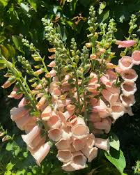 Image result for Digitalis purpurea alba/ red spots