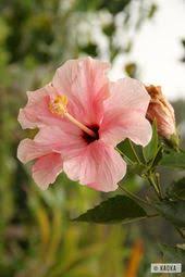 Hibiscus Sao Tome Une Flore Exceptionnelle Et Preservee Hibiscus Sao Tome An Exceptional And Well Preserved Flora C Kaoka Hibiscus Flowers Bloom