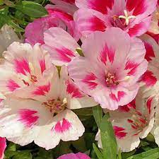 Godetia Maiden Blush Flower Seeds Popular Flowers Partial Shade Plants