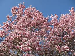 Magnolia Tree Pink Spring Flower 9 Jpg 600 450 With Images Pink Spring Flowers Magnolia