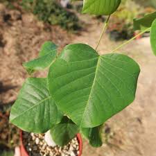 Image result for Pseudobombax