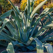 Image result for Agave americana