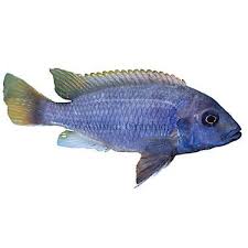 Acei Cichlid Fish Goldfish Betta More Petsmart Pet Fish Tropical Fish Aquarium Fish