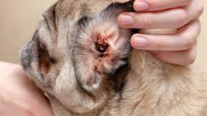 Image result for scabies dog ear