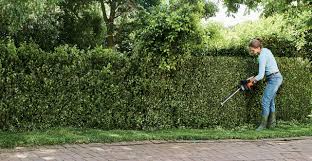 It is a very desirable shrub with dark almost black stems and lush green smallish leaves. The Best Hedges For Garden Privacy Stihl Blog