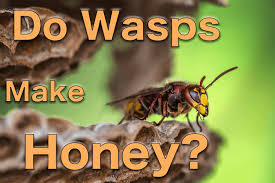 A big chunk of a solitary bee's life is spent in their mother's nesting site, hibernating over winter in their cocoons. Do Wasps Make Honey 5 Interesting Ways Wasps Eat Pest Pointers Tips For At Home Pest Control